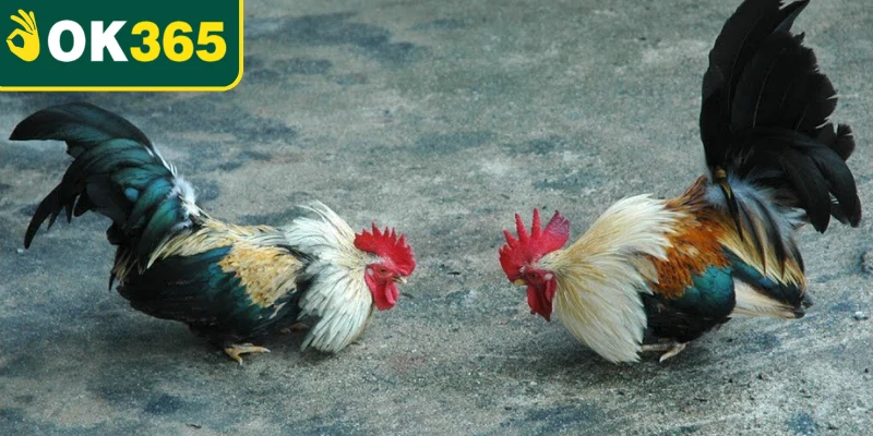 Quan sát cách chiến kê di chuyển và áp sát đối thủ Quan sát cách chiến kê di chuyển và áp sát đối thủ