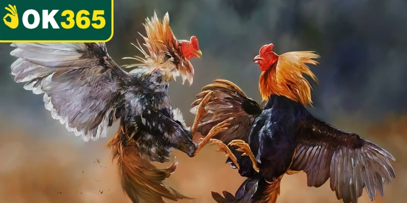 Theo dõi từng pha di chuyển trong đá gà Thomo Theo dõi từng pha di chuyển trong đá gà Thomo